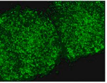Anti-TRA-1-60 Antibody, clone TRA-1-60, FITC conjugate clone TRA-1-60, from mouse, FITC conjugate