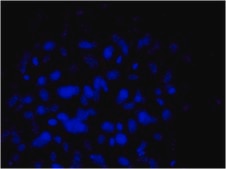 Anti-Mitochondria Antibody, clone 113-1, Biotin Conjugate clone 113-1, from mouse, biotin conjugate