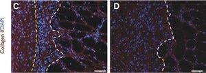 Anti-Rat Collagen Type I Antibody Chemicon®, from rabbit