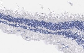 Anti-Rhodopsin CT Antibody, clone Rho 1D4 ZooMAb® Mouse Monoclonal recombinant, expressed in HEK 293 cells