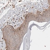 Anti-C17orf53 antibody produced in rabbit Prestige Antibodies® Powered by Atlas Antibodies, affinity isolated antibody, buffered aqueous glycerol solution, Ab2