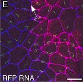 Monoclonal Anti-Tubulin, Acetylated antibody produced in mouse clone 6-11B-1, ascites fluid