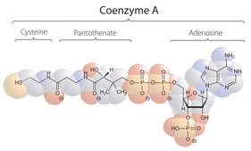 Coenzyme A trilithium salt ≥93%