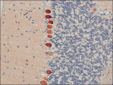 Anti-Calbindin-D-28K (EG-20) antibody produced in rabbit affinity isolated antibody, buffered aqueous solution
