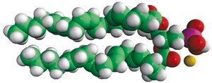 20:4 PA 1,2-diarachidonoyl-sn-glycero-3-phosphate (sodium salt), chloroform