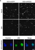 Anti-Huntingtin Antibody, a.a. 1-82 ascites fluid, clone 2B4, Chemicon®
