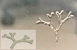 TissueFab® bioink&nbsp; Alg(Gel)ma -UV/365 nm