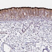 Anti-DNAH9 antibody produced in rabbit Prestige Antibodies® Powered by Atlas Antibodies, affinity isolated antibody, buffered aqueous glycerol solution