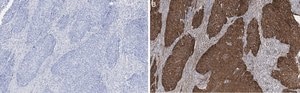 Anti-Integrin β1 Antibody, clone 1A27 , ZooMAb® Rabbit Monoclonal recombinant, expressed in HEK 293 cells