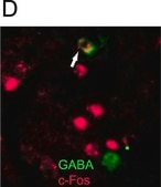 Anti-GABA Antibody serum, Chemicon®