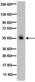 Anti-GABA A Receptor β 2,3 Chain Antibody, clone BD17 clone BD17, Chemicon®, from mouse