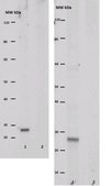 Anti-SFTPC Antibody from rabbit, purified by affinity chromatography