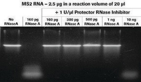 プロテクターRNアーゼ阻害薬