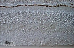 抗網膜色素上皮65抗体 clone 401.8B11.3D9, Chemicon®, from mouse