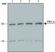 Anti-Protein Kinase Cα antibody produced in rabbit whole antiserum