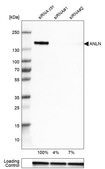 抗ANLN抗体 ウサギ宿主抗体 Prestige Antibodies® Powered by Atlas Antibodies, affinity isolated antibody, buffered aqueous glycerol solution