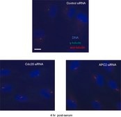 抗γ-チューブリン ウサギ宿主抗体 affinity isolated antibody, buffered aqueous solution