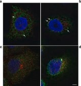 Anti-Protein Disulfide Isomerase (MD-12) antibody produced in rabbit affinity isolated antibody, buffered aqueous solution