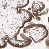 Anti-GRN antibody produced in rabbit Prestige Antibodies® Powered by Atlas Antibodies, affinity isolated antibody, buffered aqueous glycerol solution